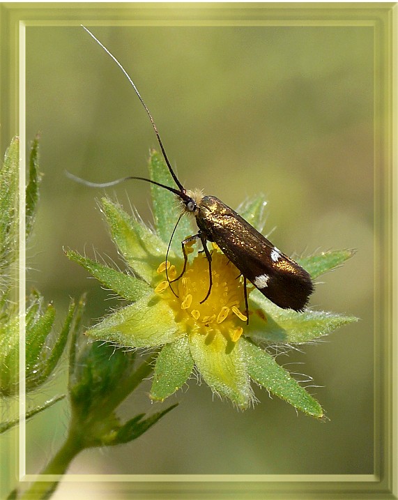 Adelidae del genere Nemophora........?????